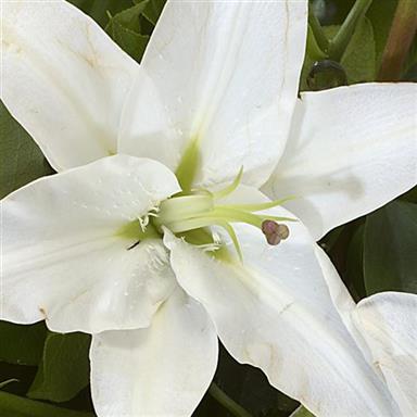 04 Diamond Birthstone Bouquet (April) - Main Image